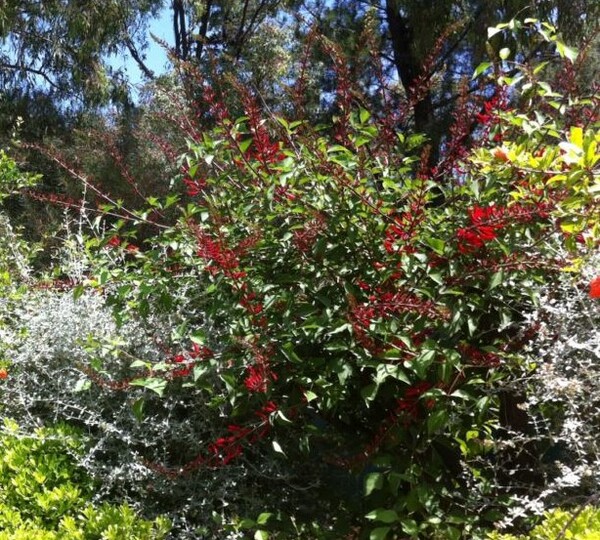 Koraalboom (erythrina)
