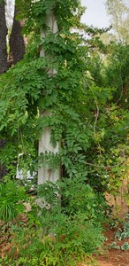 Blauwe regen (glycine of wisteria)