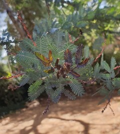 Mimosaboom (Acacia baileyana of Purpurea)