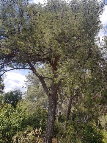 Omdat deze den van oudsher in de Provence voorkomt, kan hij natuurlijk niet ontbreken op de camping