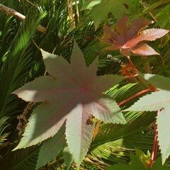 Wonderboom of castorolieplant (Ricinus communis)