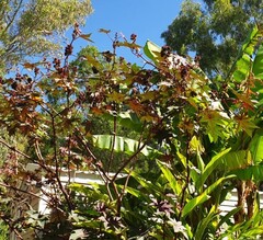 Wonderboom of castorolieplant (Ricinus communis)