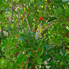 Aardbeienboom