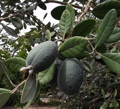 Feijoa Sellowiana of Braziliaanse Guave