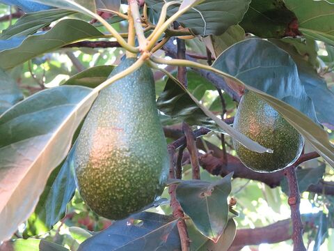 Avocado op de camping, een traktatie voor de feestdagen!