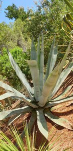 Amerikaanse agave