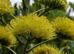 Amerikaanse agave