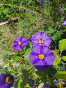 Blauwe aardappelstruik of aardappelboom
