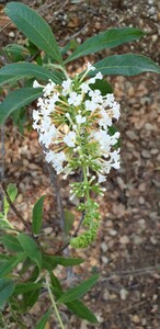 Vlinderboom