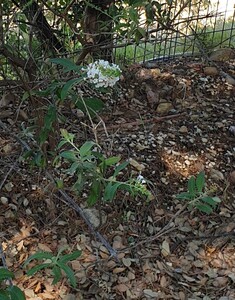 Vlinderboom