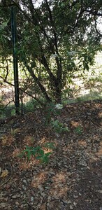 Vlinderboom