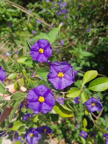 Solanum op de camping