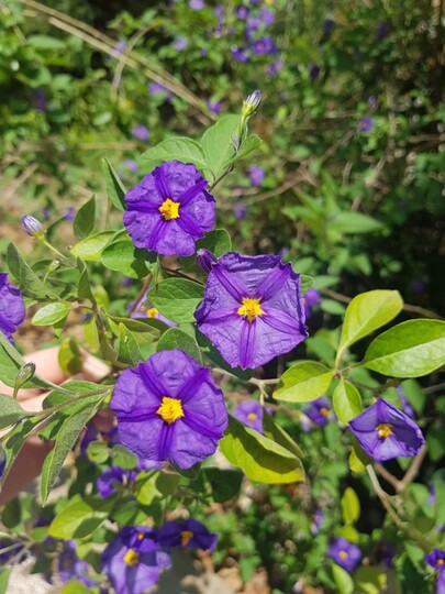 Blauwe aardappelstruik of aardappelboom