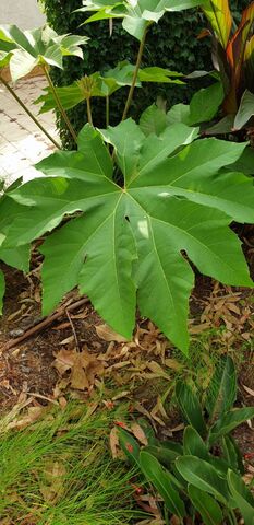 Rijstpapierplant op de camping in de Var