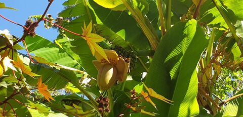 Tijdens je reis in de Var: Japanse bananenboom van de camping.