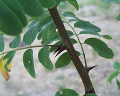 Robinia – valse of witte acacia
