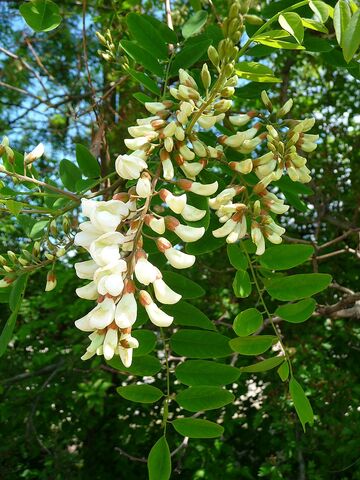 Net zo mooi als de echte: de witte of valse acacia op de camping in de Provence