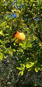 Granaatappelboom (met vruchten)