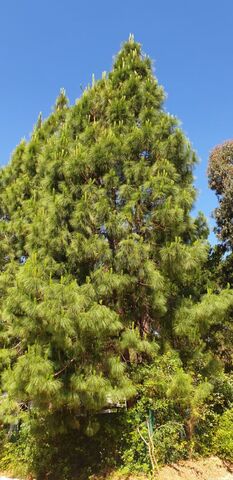 Een ecologisch verantwoorde camping: de Canarische pijnboom