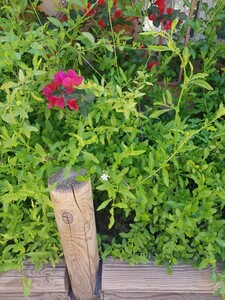 Mannentrouw of loodbloem (Plumbago)