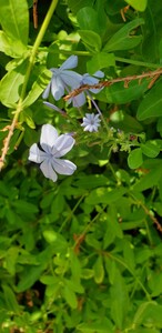 Mannentrouw of loodbloem (Plumbago)