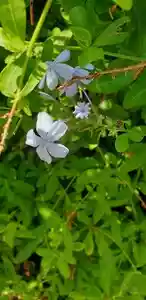 Mannentrouw of loodbloem (Plumbago)