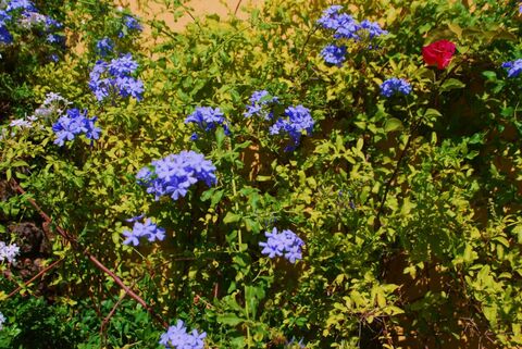 De camping is gekt op haar bloemen en planten: maak kennis met de loodbloem