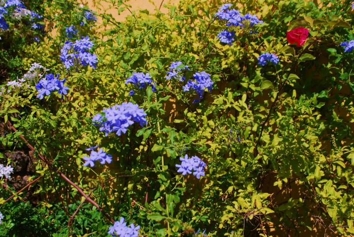 Mannentrouw of loodbloem (Plumbago)