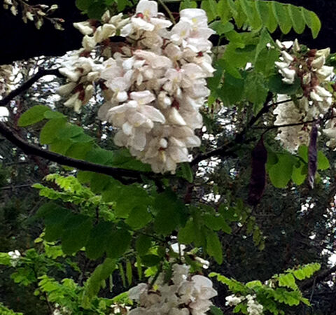 Net zo mooi als de echte: de witte of valse acacia op de camping in de Provence