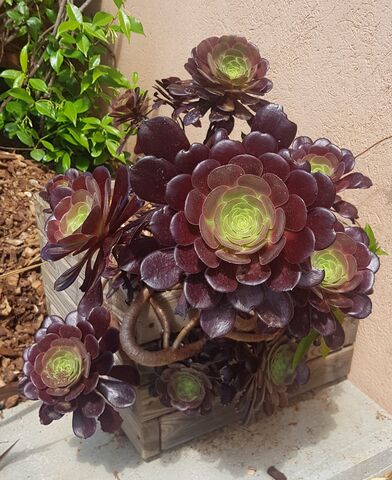 Aeonium: exotische en groene vakanties op de camping