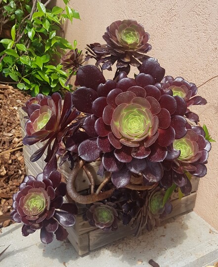 Aeonium, de paarse vetplant