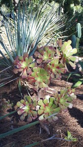 Aeonium, de paarse vetplant