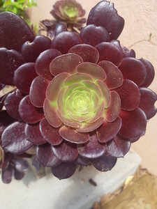 Aeonium, de paarse vetplant