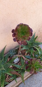 Aeonium, de paarse vetplant