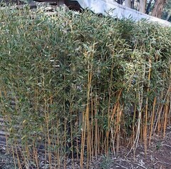 Gouden bamboe