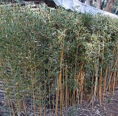 Gouden bamboe