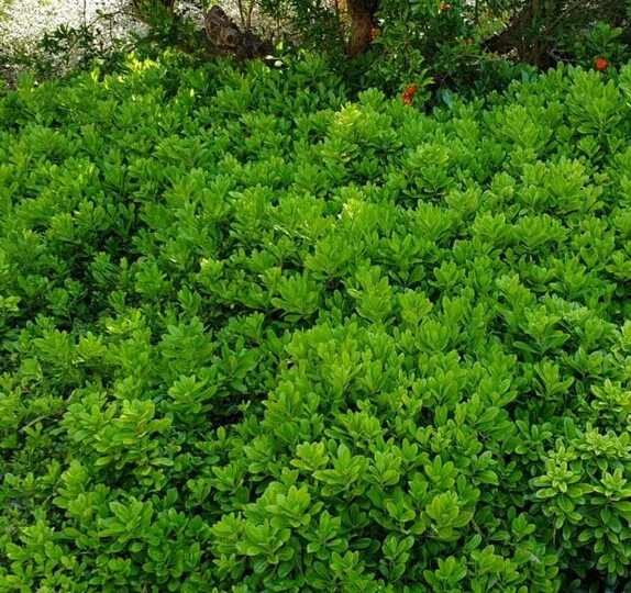 Australische dwerg laurier (pittosporum tobira nana)