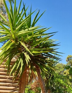 Yucca ‘Olifantspoot’