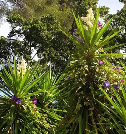 Yucca ‘Olifantspoot’