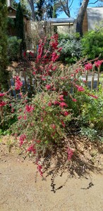 Manuka / theeboom