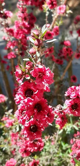 Manuka / theeboom