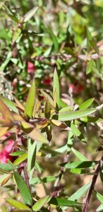 Manuka / theeboom