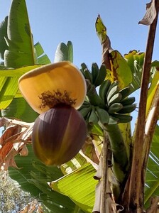 Japanse bananenboom