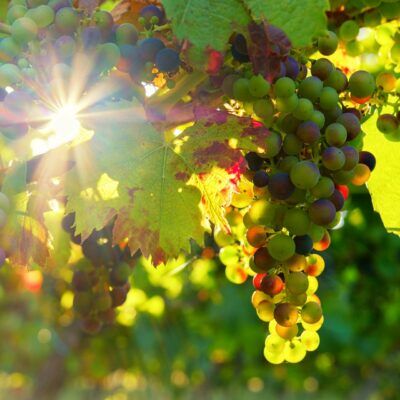 De wijngaarden van La Londe, het vakmanschap van de wijnboeren uit de Provence