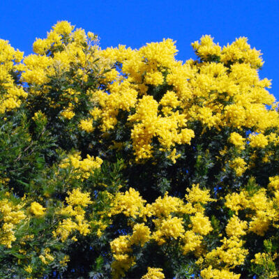 What moet je zien in de Var? Tanneron, het mimosa dorp