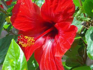 Het botanische parcours