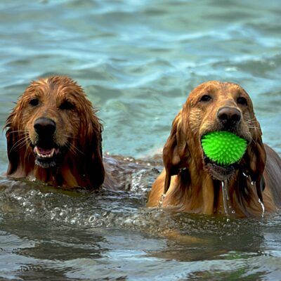 Strand van Mérou in Hyères is toegankelijk voor honden