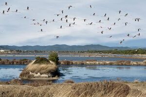 Beschermd vogelreservaat in Hyères, Côtes d’Azur