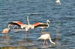 Natuurlijk vogelreservaat in de Provence