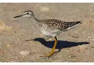 Vogelspotten in Hyères in Zuid-Frankrijk